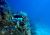 PLONGEE PASSION - Centre de plongée sous-marine - Nouméa - Nouvelle-Calédonie - Photo 2