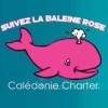CALÉDONIE CHARTER - Nouvelle-Calédonie : observation des baleines à bosse de Juillet à Septembre