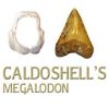 Caldoshell's Création - Bijoux et Sculpture corail noir - Dents de Mégalodon - Nouméa
